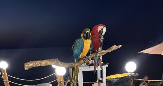 Πρόστιμο 20.000 ευρώ σε ξενοδοχείο που χρησιμοποιούσε παπαγάλους ως «κράχτες» στην Χαλκιδική